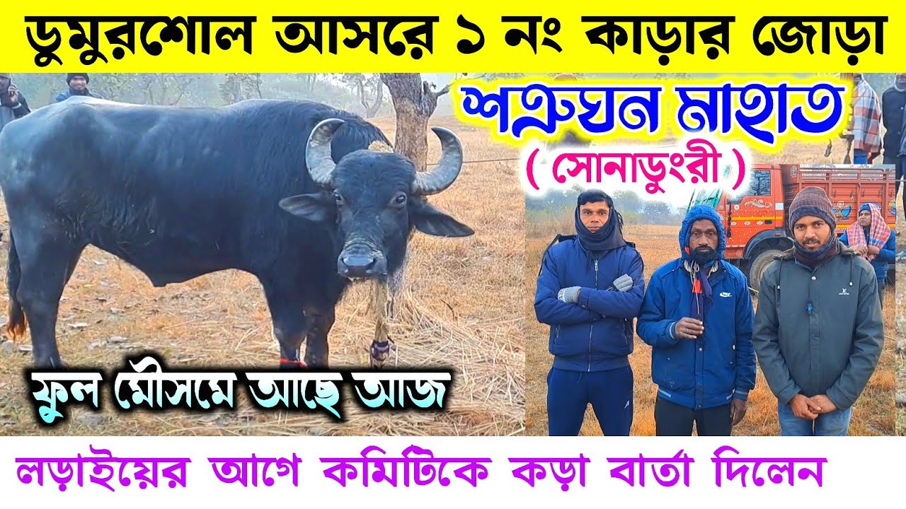 ডুমুরশোল আসর কাঁপাতে পৌঁছে গেল - সোনাডুংরী শত্রুঘন মাহাতোর কাড়া ফুল মৌসমে আজ