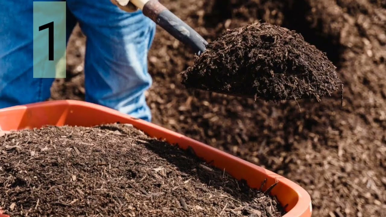 اهم سته نصائح للمهتمين بشجره الزيتون قبل وبعد التزهير
