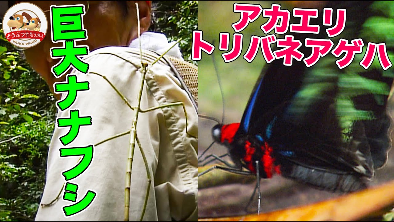 【あつ森でお馴染みの蝶も】マレーシアのジャングルで発見！枯れ枝や葉にモノマネする昆虫＆超派手なセミ【どうぶつ奇想天外／WAKUWAKU】