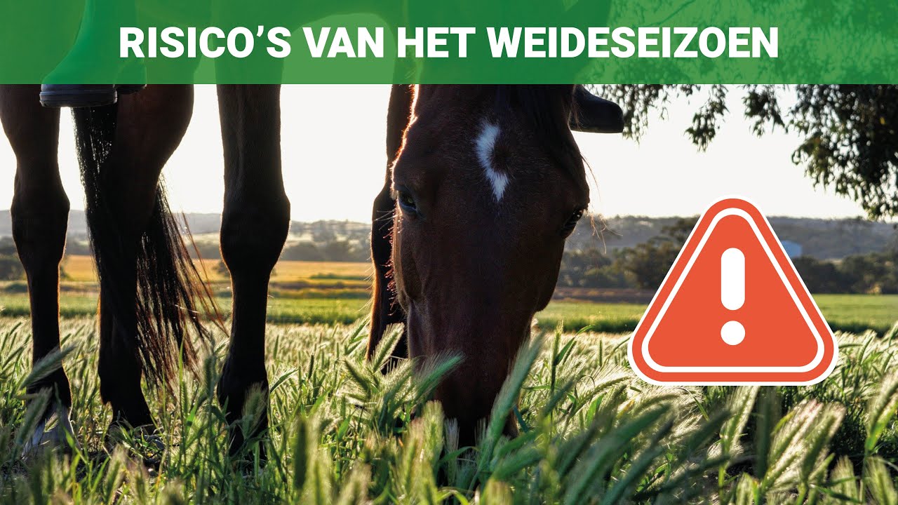 Weet jij waar je op moet letten? l Alles over de risico’s van het weideseizoen