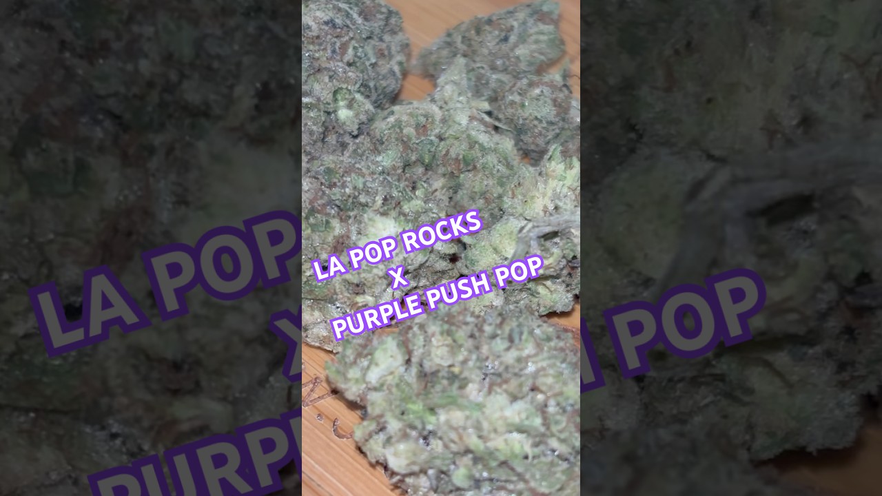 JK Distro&rsquo;s BEST Strain! 🔥 #jkdistro #420 #reviews