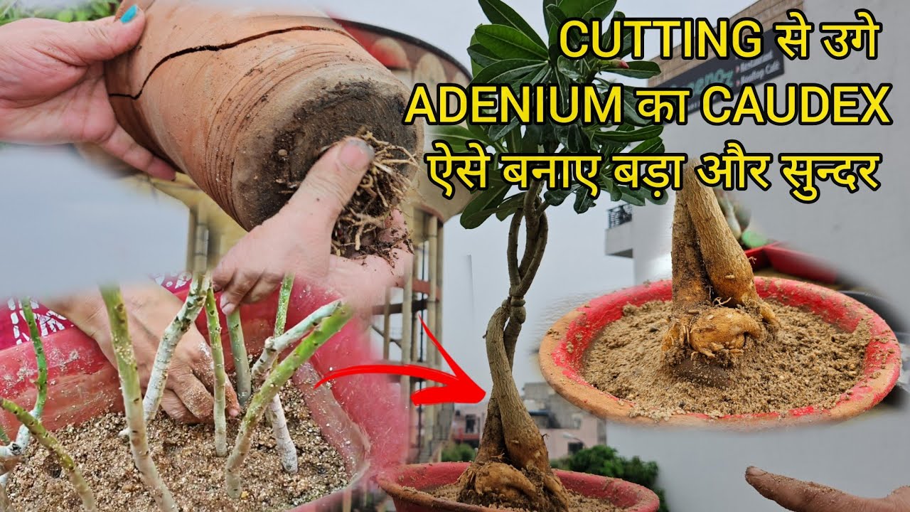 CUTTING से लगे ADENIUM का CAUDEX बड़ा ऐसे बनाए - MAKE BIG CAUDEX FOR CUTTING GROWN ADENIUM LIKE THIS