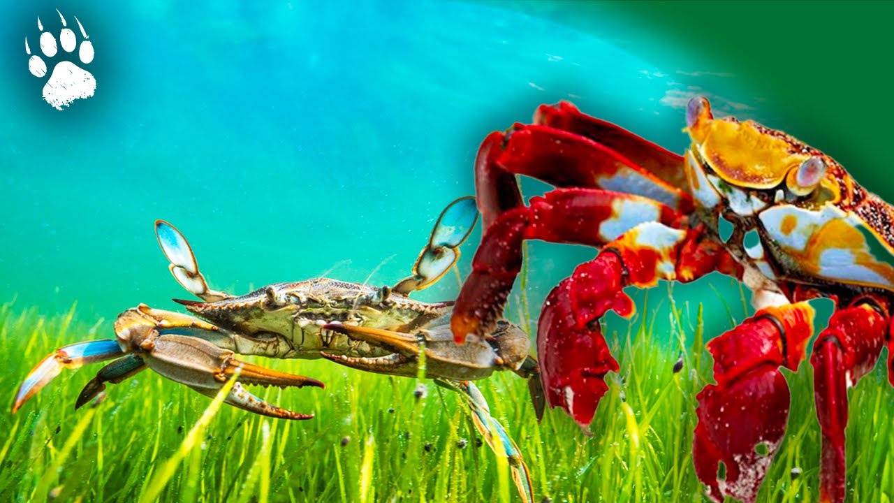 ТАЙНЫЙ мир моллюсков 🦀🐚🪸 – Документальный фильм о животных – AMP