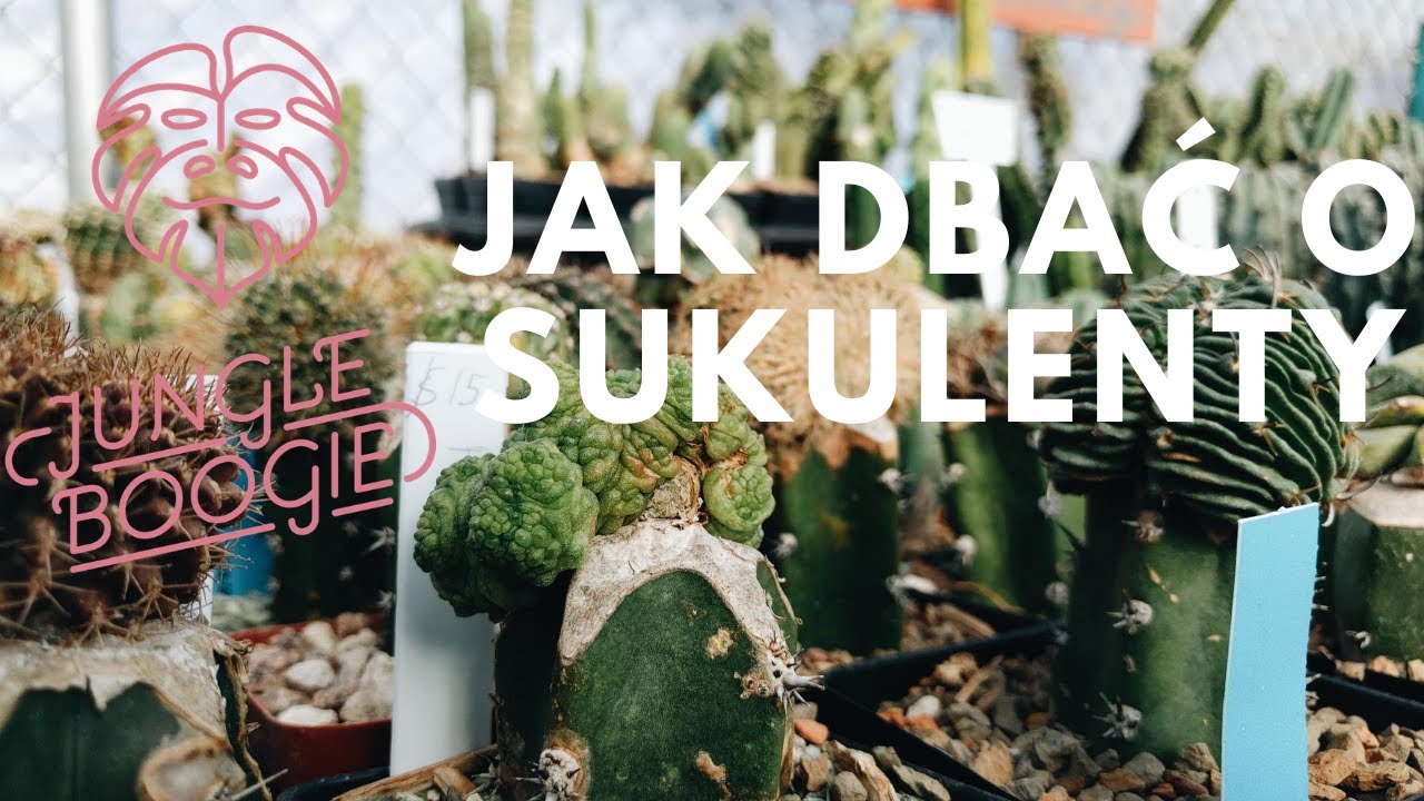 Sansevieria i przyjaciele czyli jak dobrać podłoże i stanowisko oraz jak dbać o sukulenty.