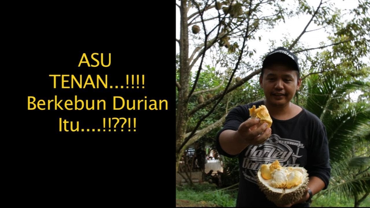 Sahara, Kebun Durian Di Pandeglang Banten