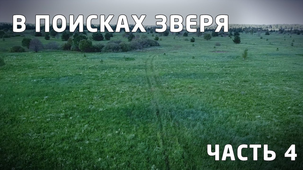 Мещёрские просторы. Исследовательская экспедиция в поисках зверей. Фотоохота. Часть 4. 2024. [4K]