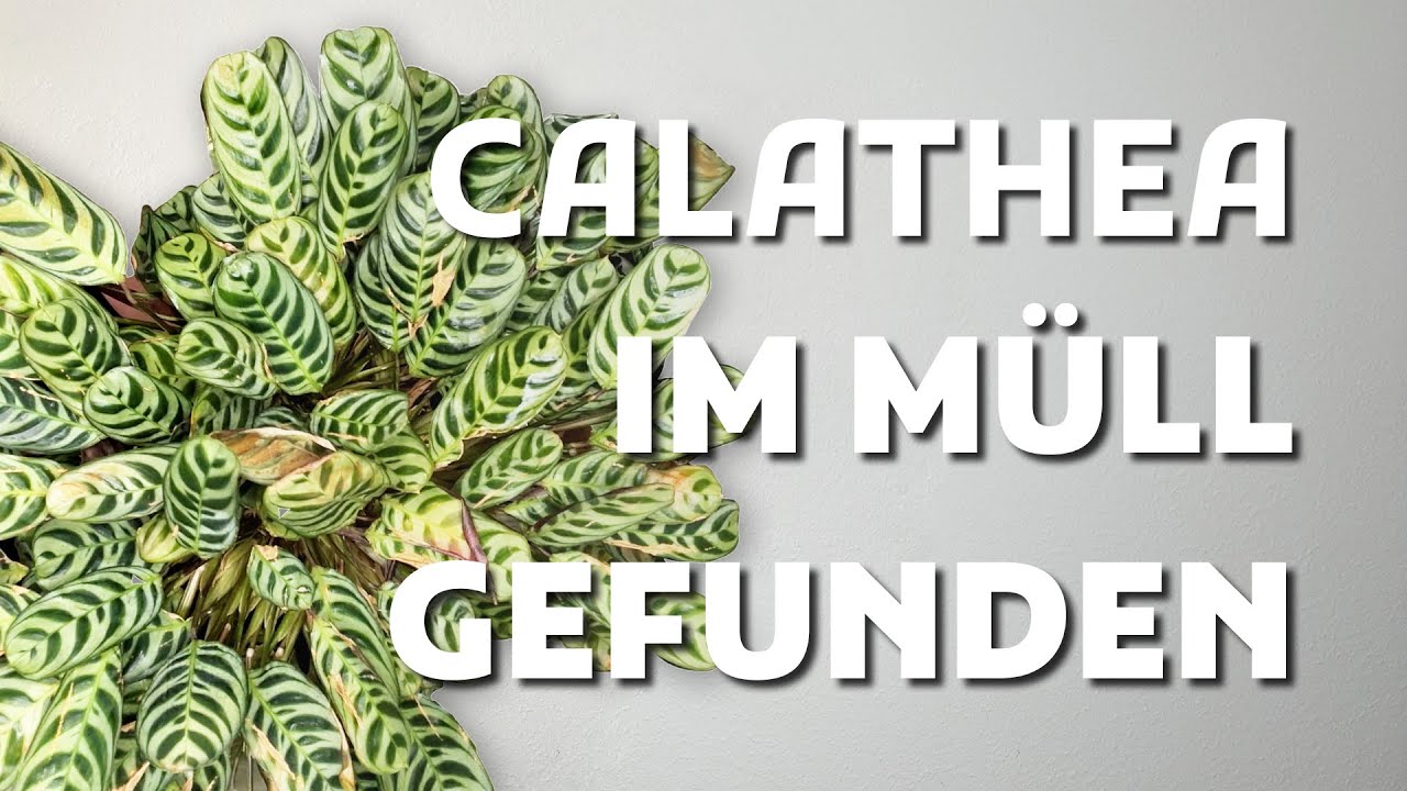 Calathea Makoyana im Müll gefunden: Können wir sie retten?