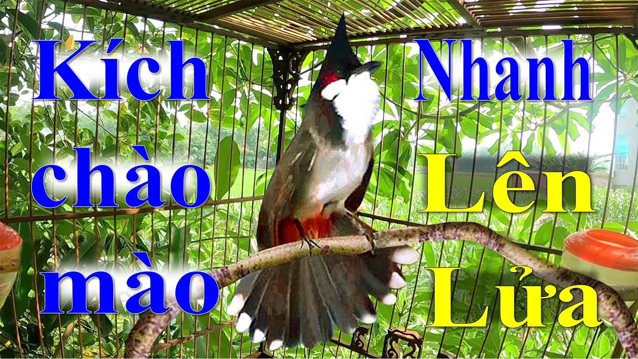 Chào mào luyện giọng hót hay | luyện chào mào bổi hót sáng.kích chào mào yếu lửa ra âm. นกปรอดหัวโขน