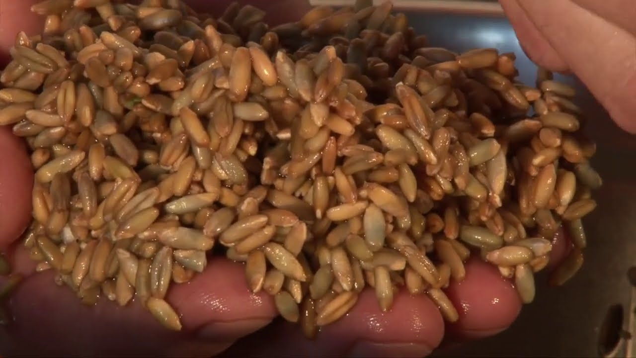 025 Porridges de seigle et recettes associées: pumpernickel et rugbrod