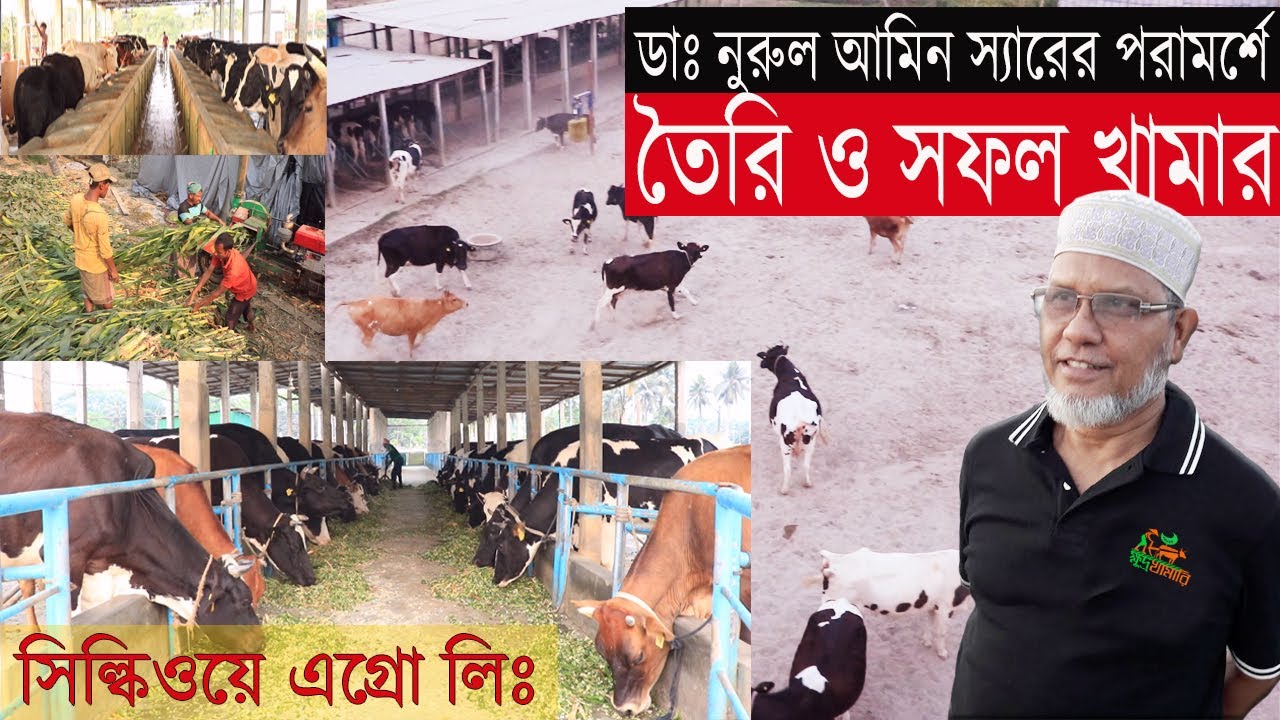 ডাঃ নুরুল আমিন স্যারের ফর্মুলায় বিশাল ডেইরী খামার করে সফল হয়েছে সিল্কিওয়ে এগ্রো লিঃ Best Dairy Farm