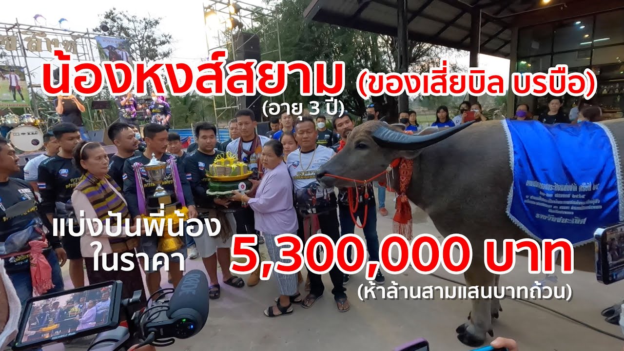 ส่งมอบควาย