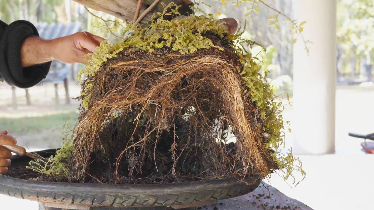 Amélie Tanuki - Como dar um novo Estilo ao seu Bonsai de Acerola (vídeo 3)