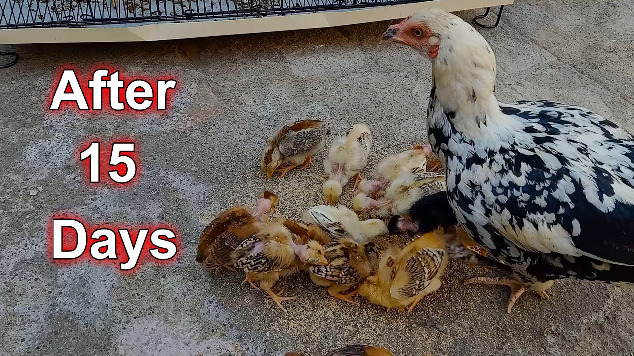 Aseel chicks growth results after 15 days