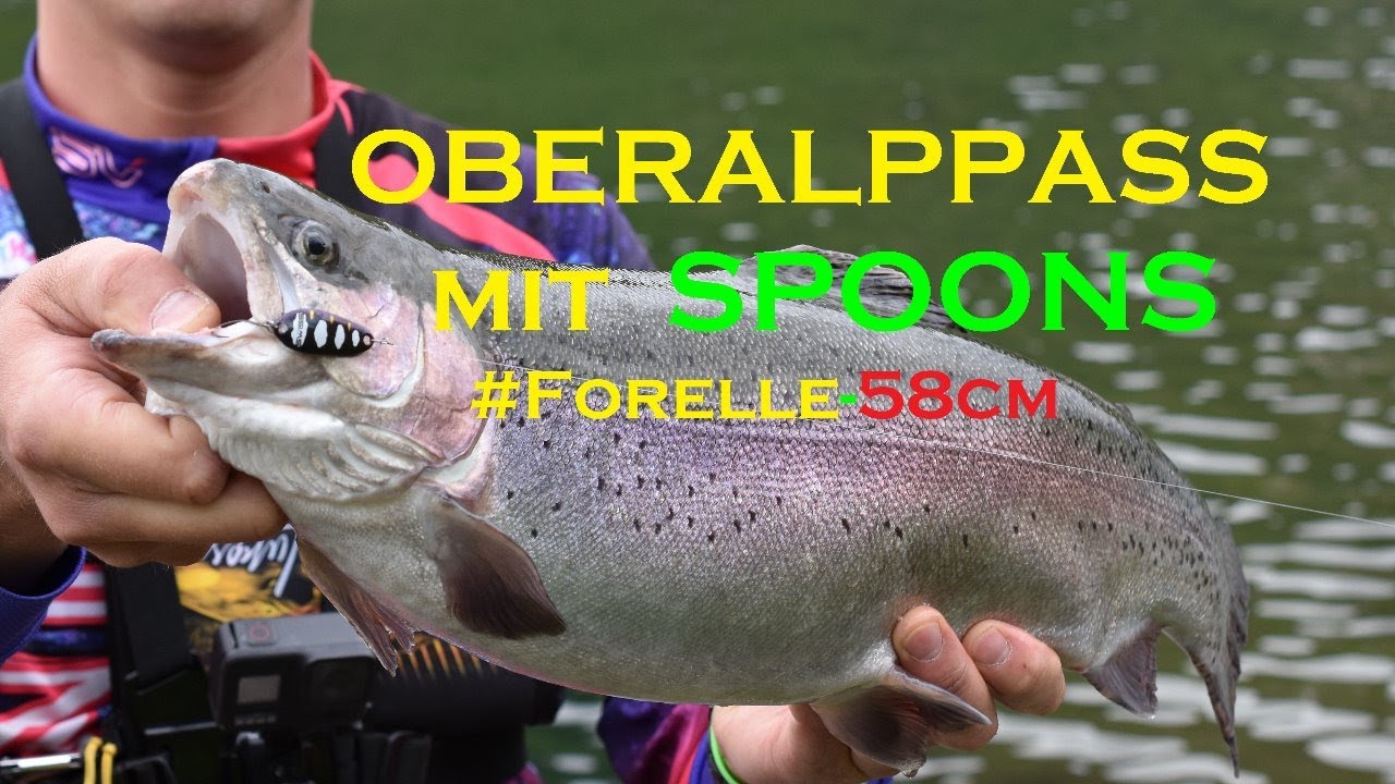Oberalppass See Schweiz grosse  Forelle 58cm auf Spoon