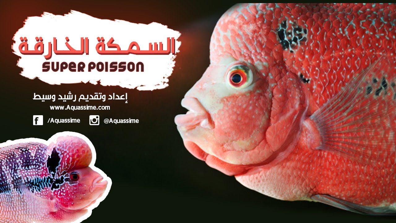 Flowerhorn كل ما تريد معرفته عن تربية سمكة الفلاور هورن