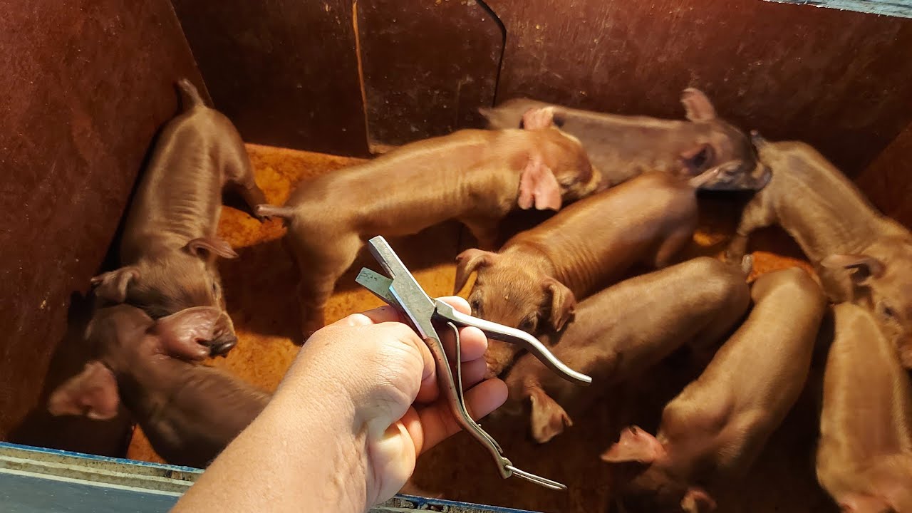 Como Fazer a Marcação Australiana na Orelha dos Leitões Porquinhos 🐖🐷