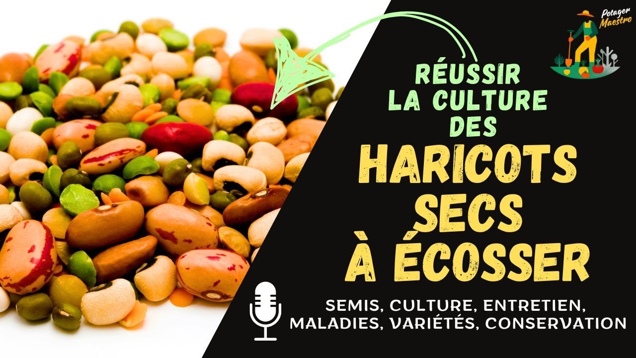 Réussir la culture des haricots secs à écosser dans votre potager