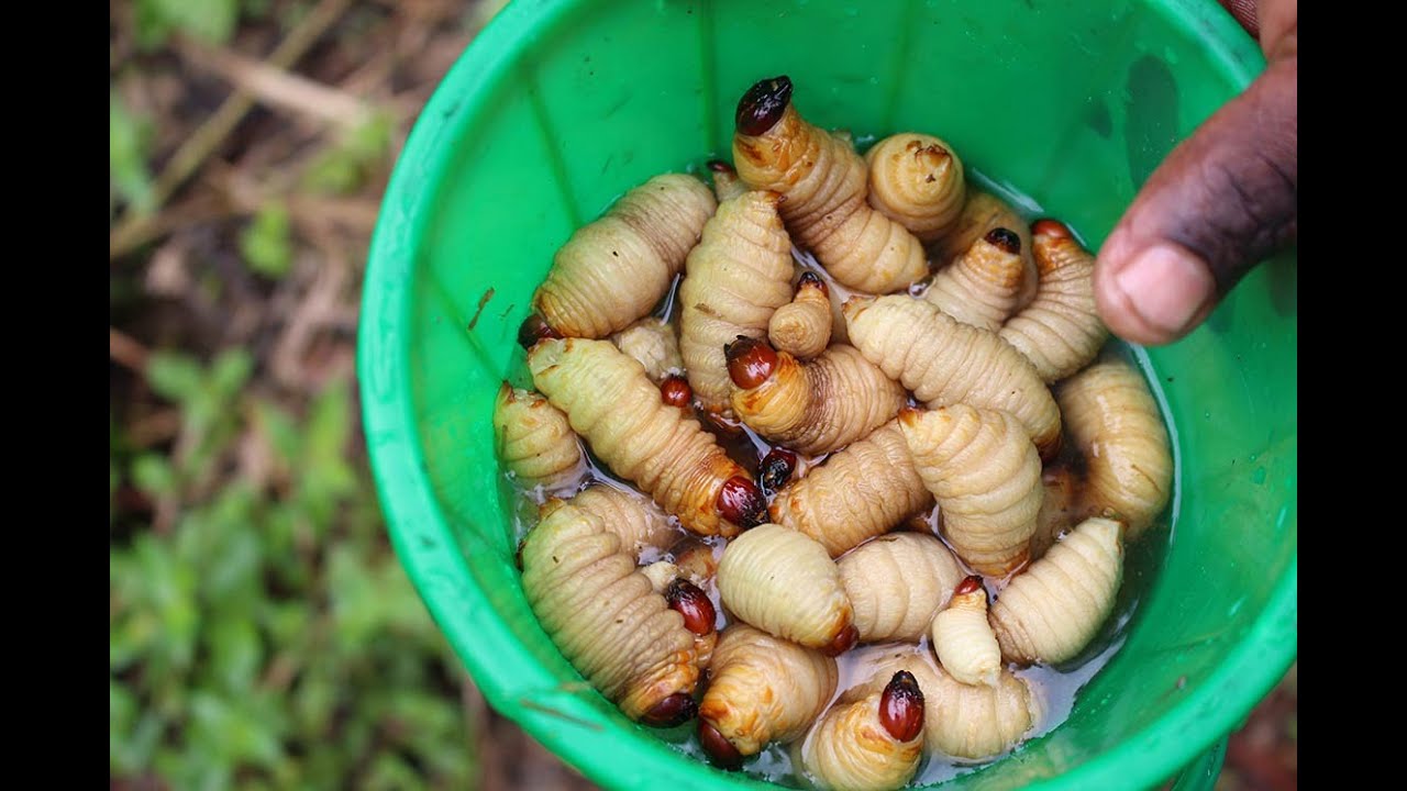 BUGSfeed: Preparing and cooking palm weevil larvae