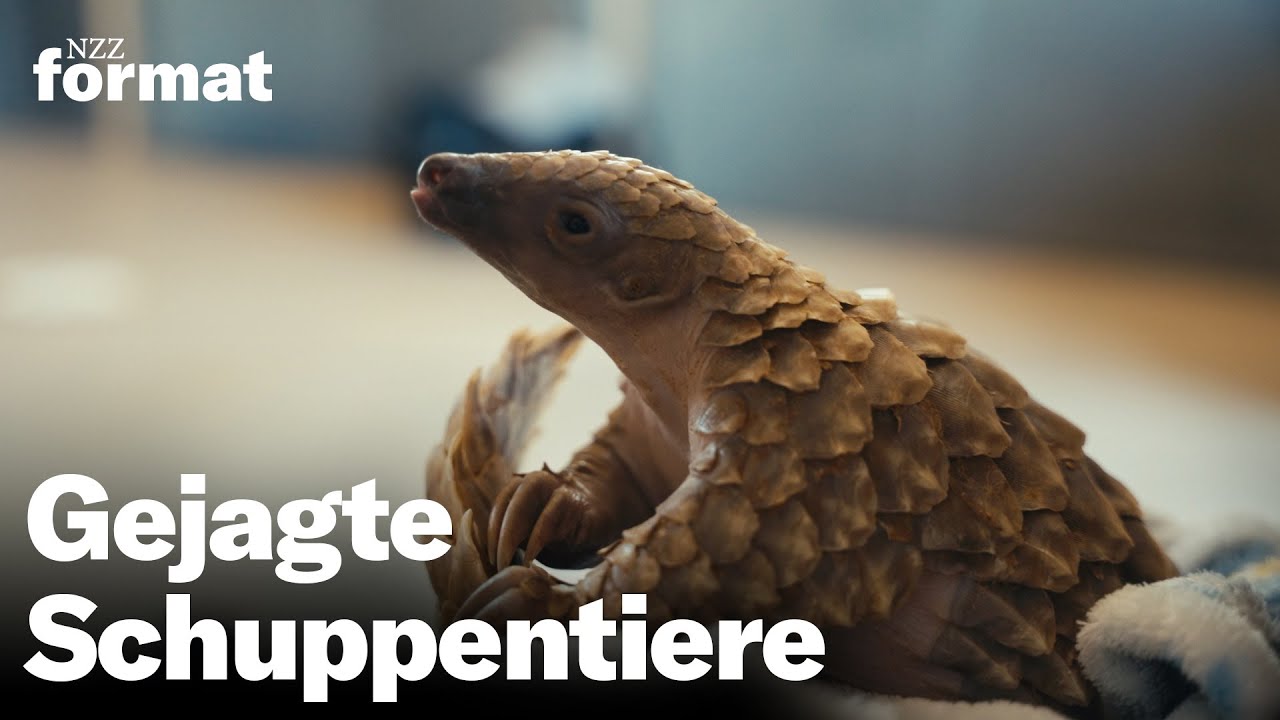 Doku: Pangoline: Das meistgewilderte S&auml;ugetier der Welt