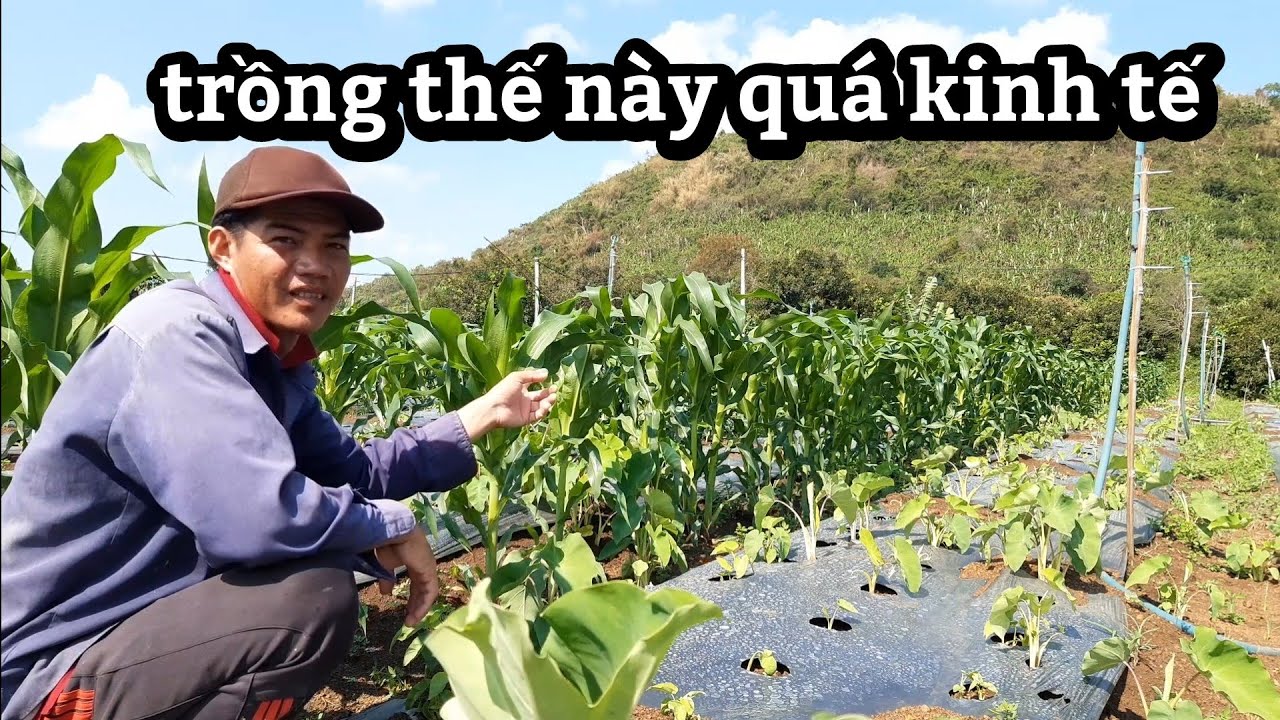Chia sẻ mô hình ,trồng môn sáp vàng, với bắp trắng ,lấy ngắn nuôi dài ,mang lại kinh tế cao,