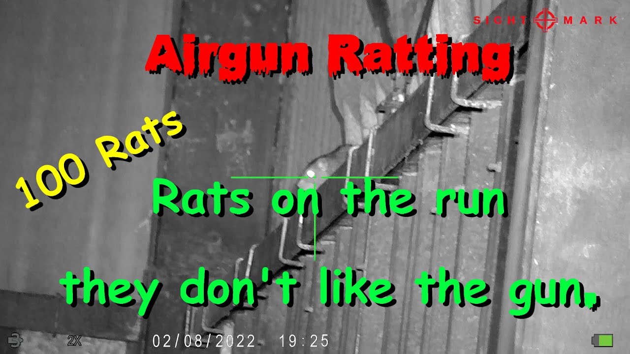 Airgun Ratting. Rats on the run - they don't like the gun.