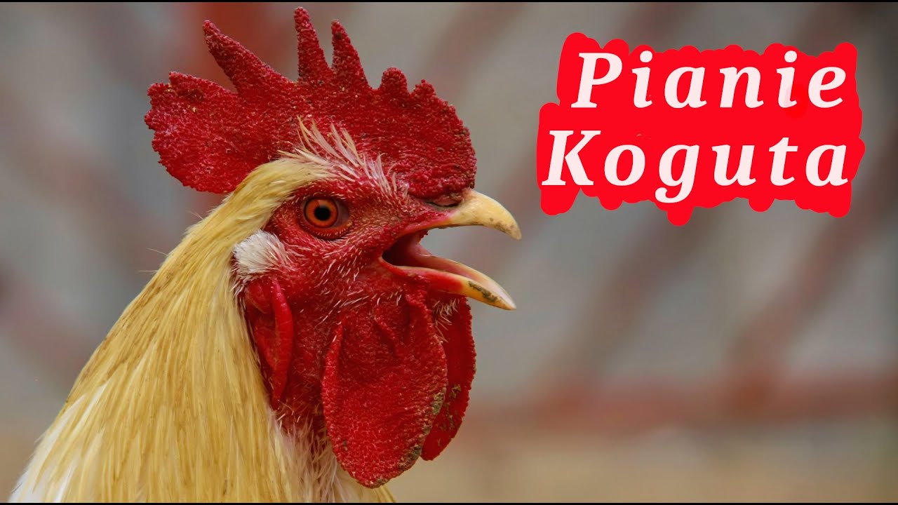 Pianie Koguta 🐓 pobudka w wykonaniu koguta