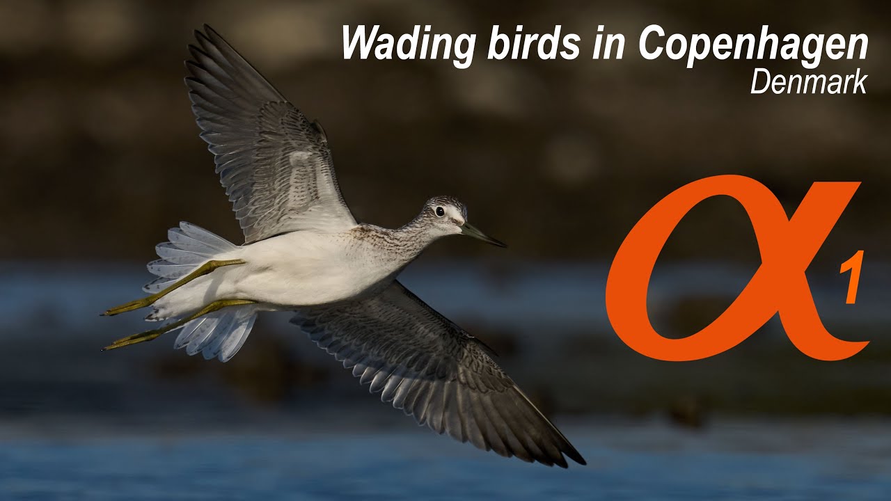 Sony a1 TESTED and APPROVED for Wading birds in Copenhagen, Denmark