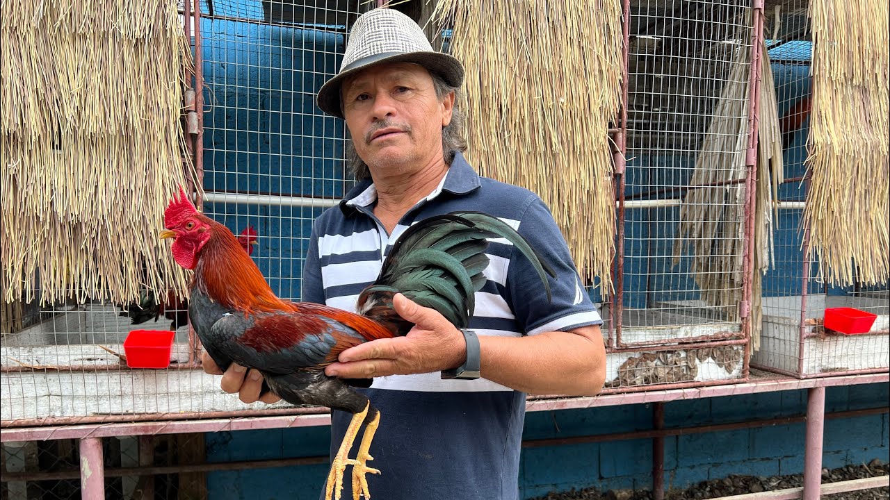 Samuel muestra los pollos para el invernaso