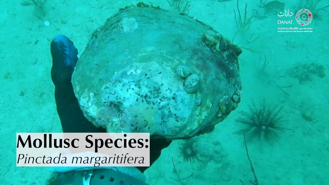 Pearl Diving | Hayr Buamamah - Part 2