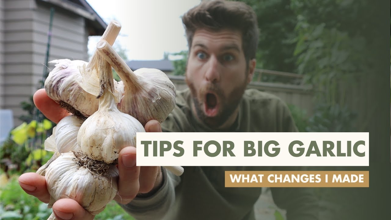 5 Tips To Grow BIG Garlic