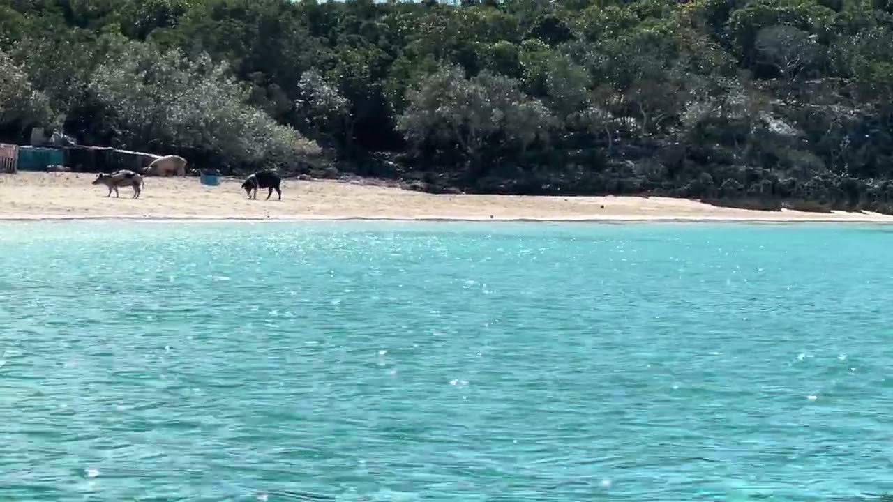 Pig Beach