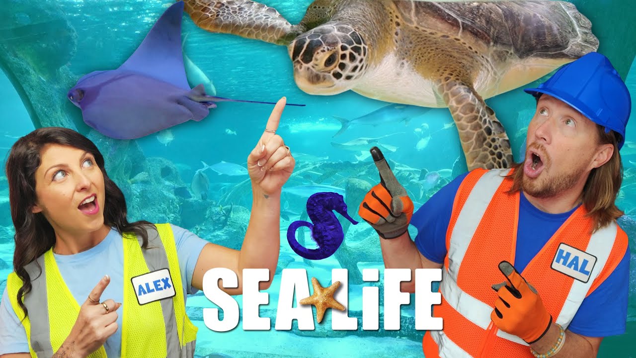 Feeding Sharks & Meeting Sea Turtles! Handyman Hal at SEA LIFE Aquarium
