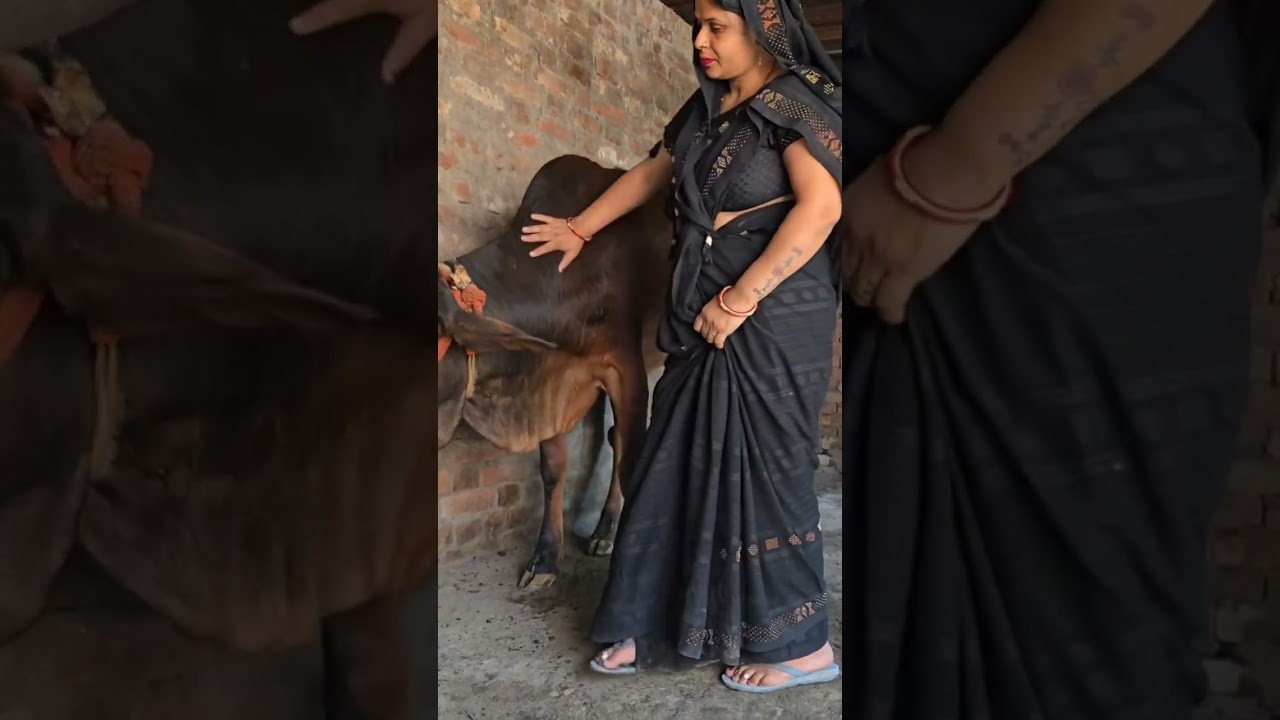 #virel #trending #longreels #cow #animals #buffalo #milking #drinkingmilk #cattlefarming