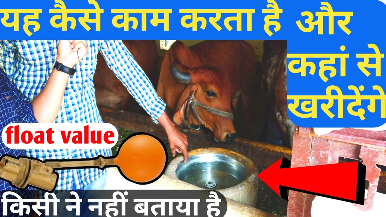 Ballcock , float value system in dairy farming by farmar choice