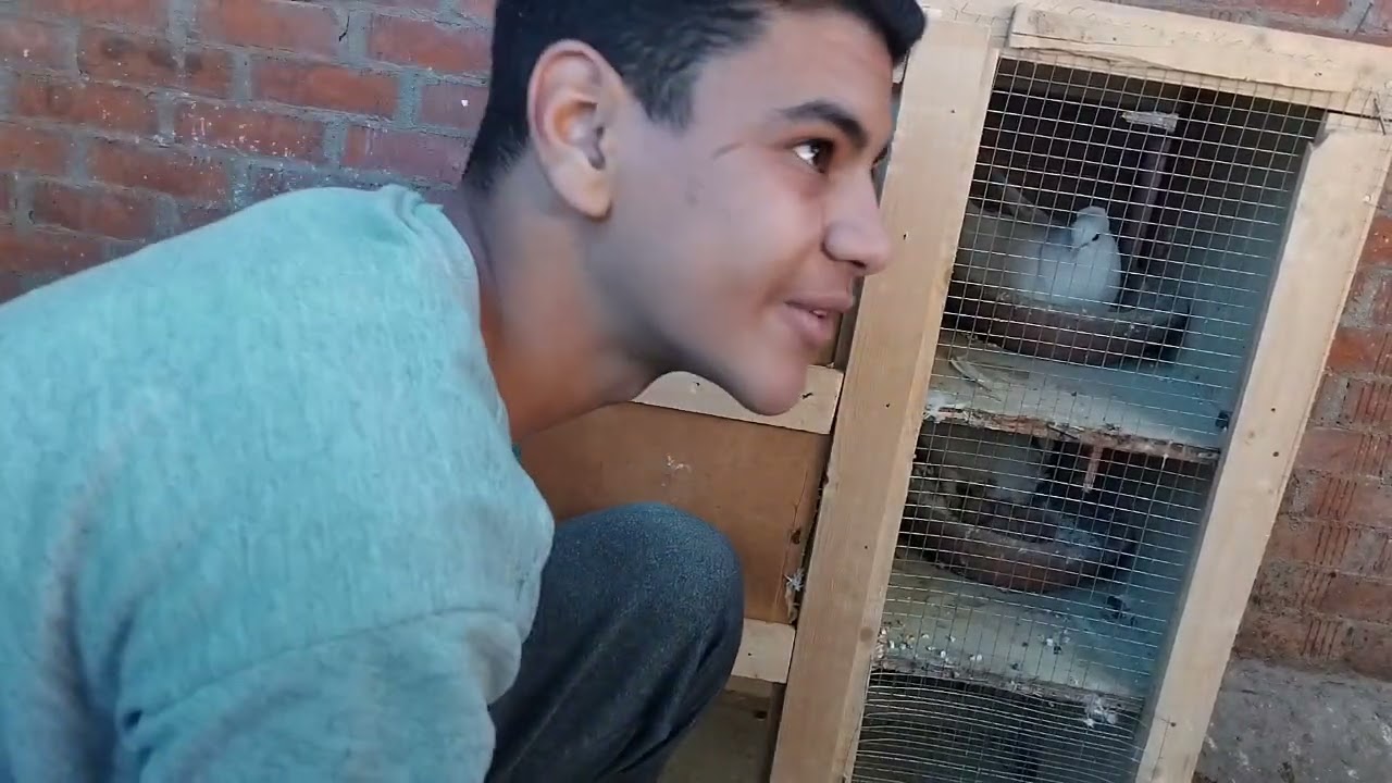 بجوز حمام و بفطم زغاليل