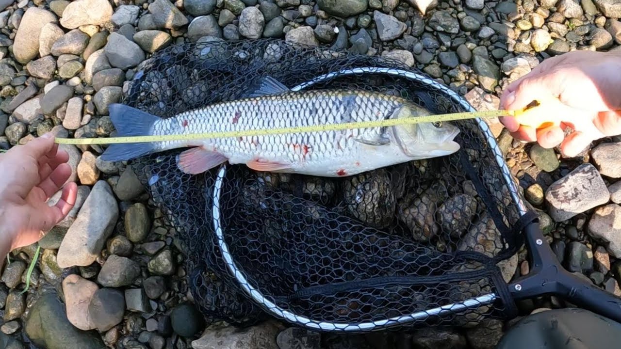 Flyfishing #2 | Poranne łowienie, uczta dla zmysłów, kleń 43 cm