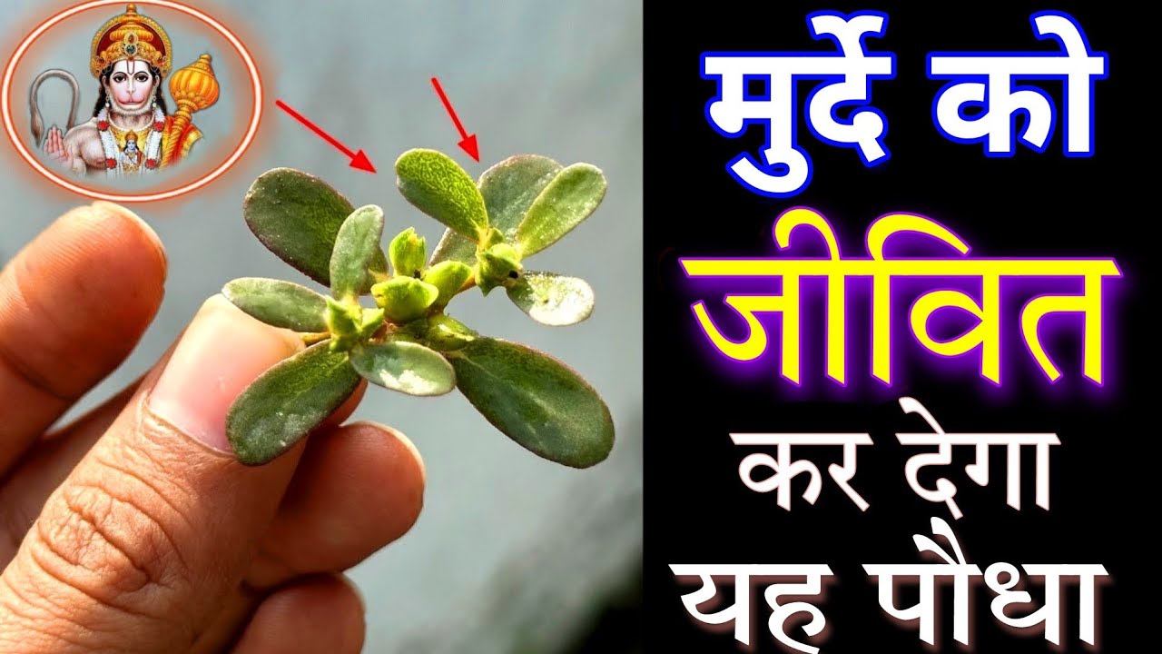 मिल गया मुर्दे को जीवित कर देने वाला पौधा, इसके चमत्कार जानोगे तो चौक जाओगे, कायाकल्प हो जाएगी