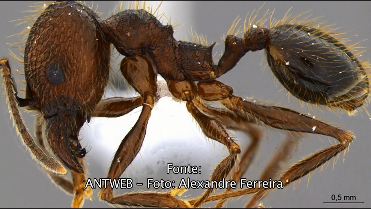 SCIENTIA - FORMIGAS parte 2 (05/10/15)