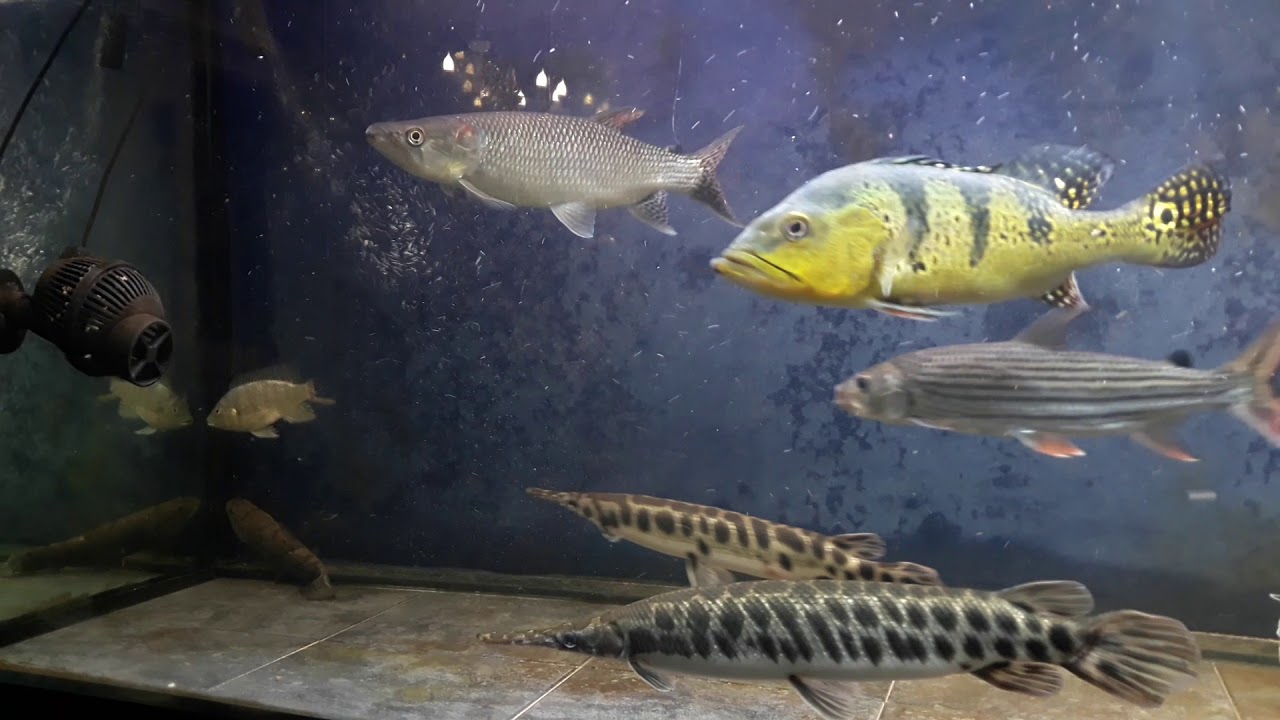 Vampire fish Live feeding - Tilapia - instagram - aqua_predator