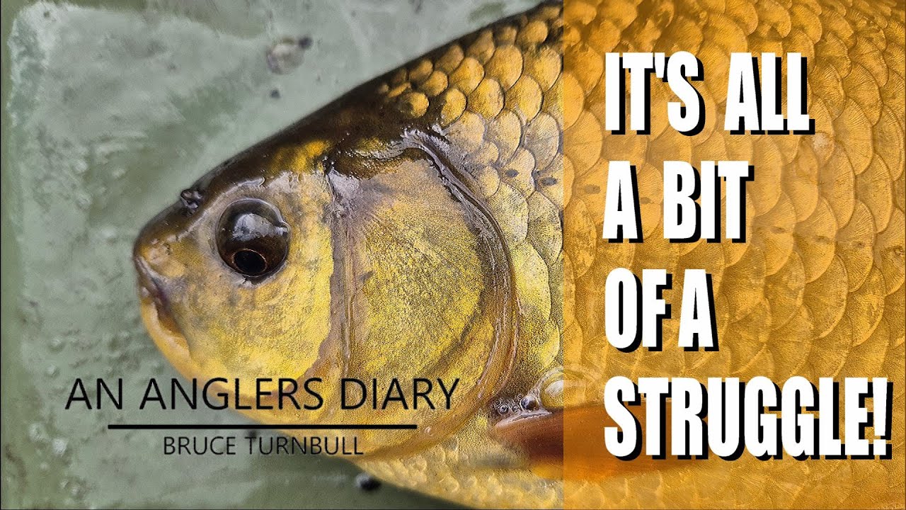 An Anglers Diary with A Moment in Time Channel - Chapter 170 - Fishing For Crucian Carp