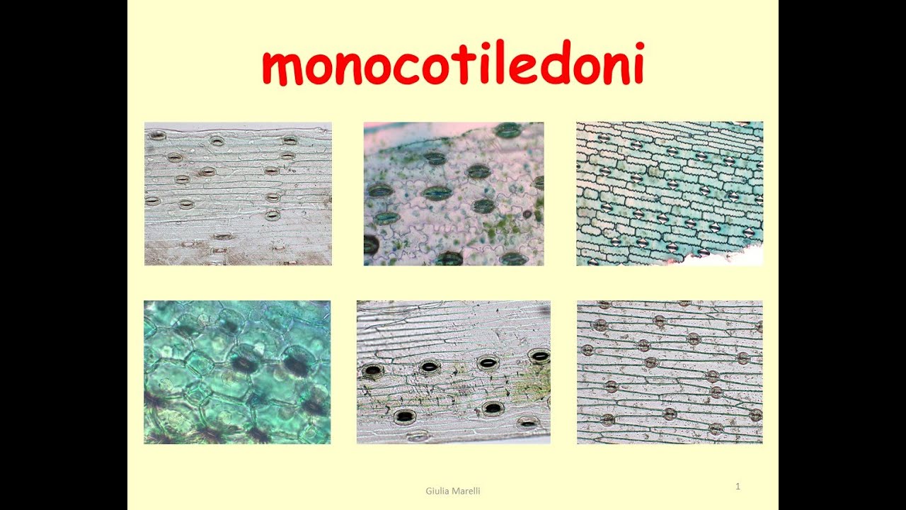 Monocotiledoni - approfondimento