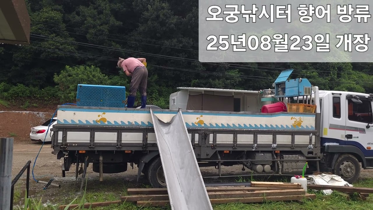 음성 감곡 오궁낚시터 향어 방류 25년 8월 23일 개장#fishing #장대낚시 #향어 