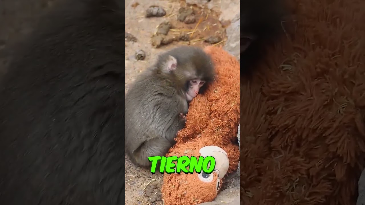 &iquest;Por qu&eacute; los monos tienen peluches en la nueva update?