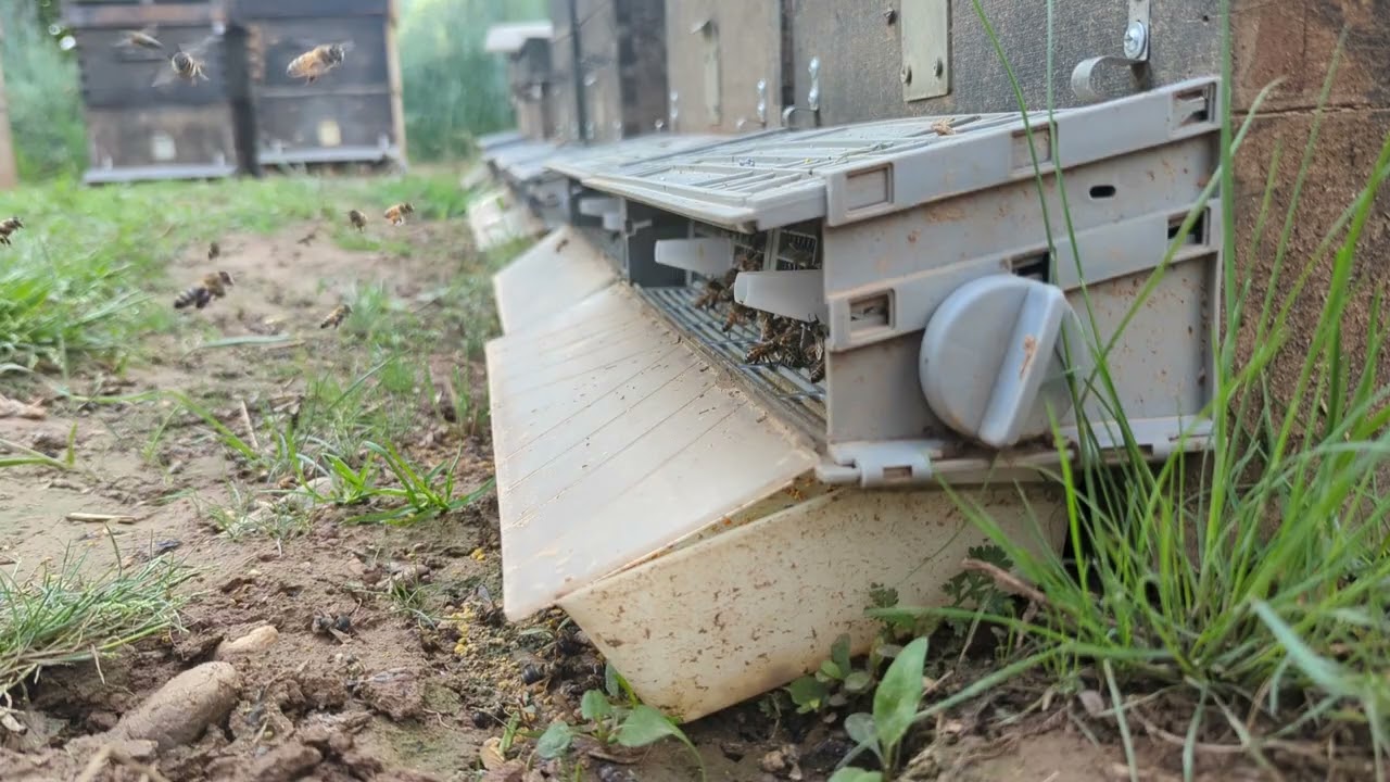 Bee-friendly, Waterproof Pollen Traps (try for free!)