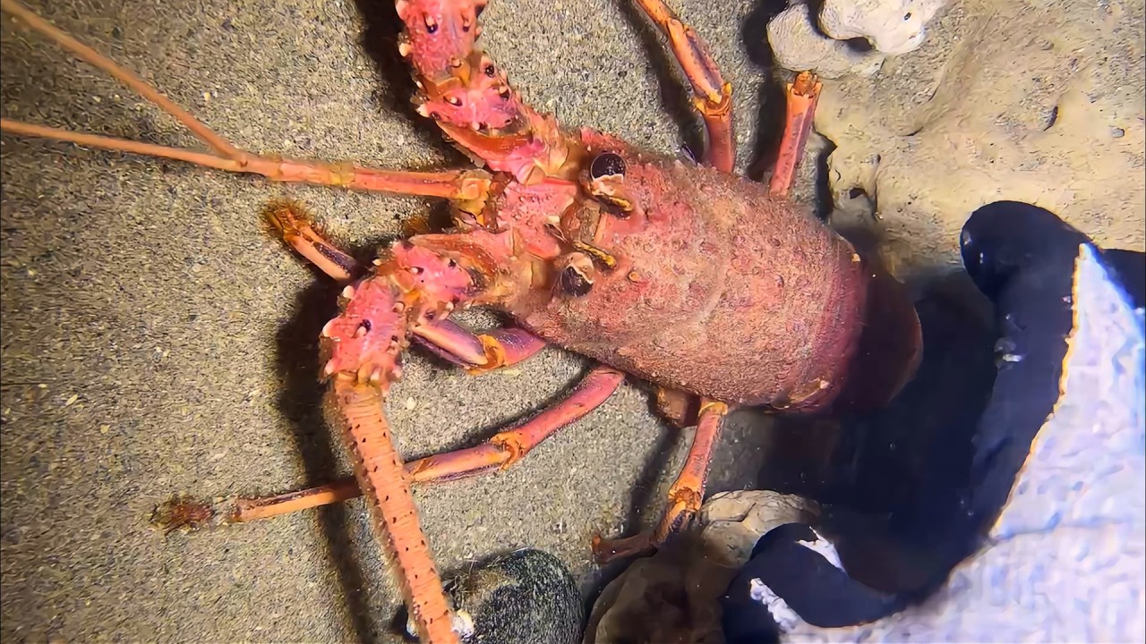 Live 🟢 –Hunting Sea Monsters - Epic Moments Incoming！🦀🌊#diving  #fishing #hunting #shorts