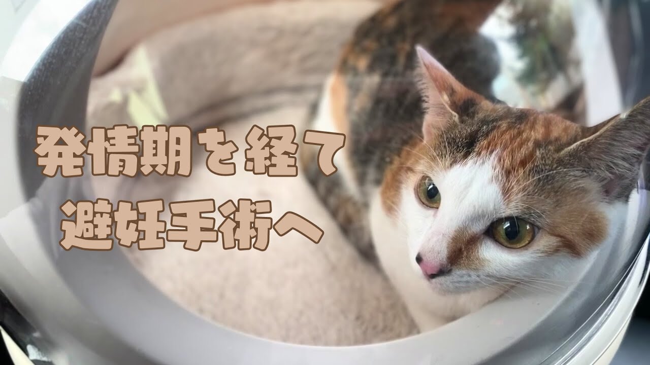 保護猫もぐちゃん、激しい発情期を経て避妊手術をしました