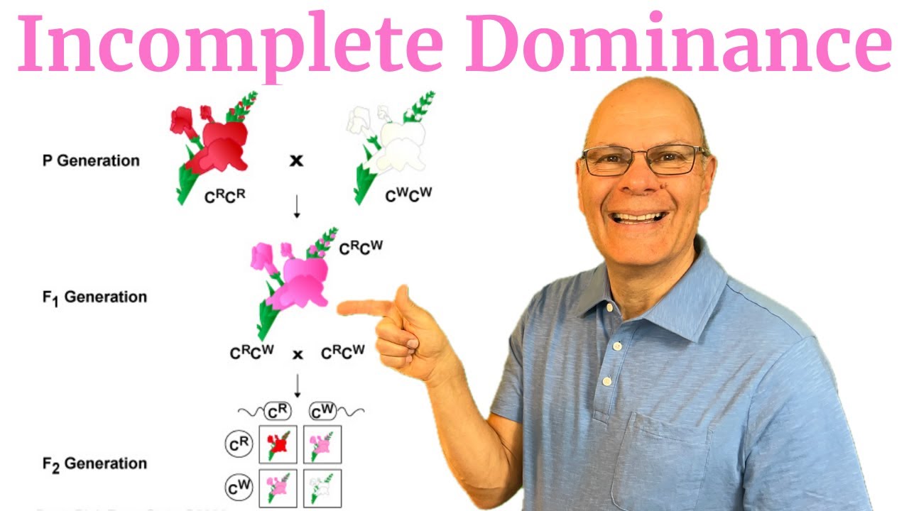 Incomplete Dominance: What you Need to Know for AP Bio