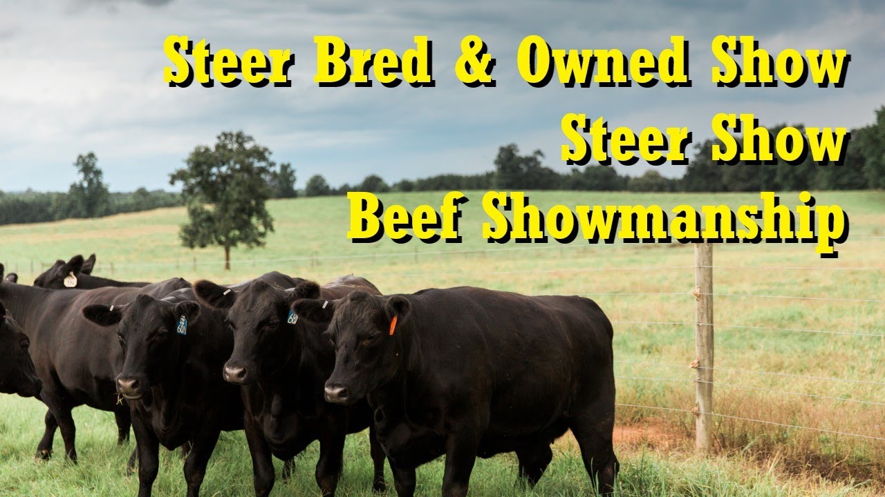 2026 ACYFLS - Steer Bred & Owned/Steer Show/Beef Showmanshop