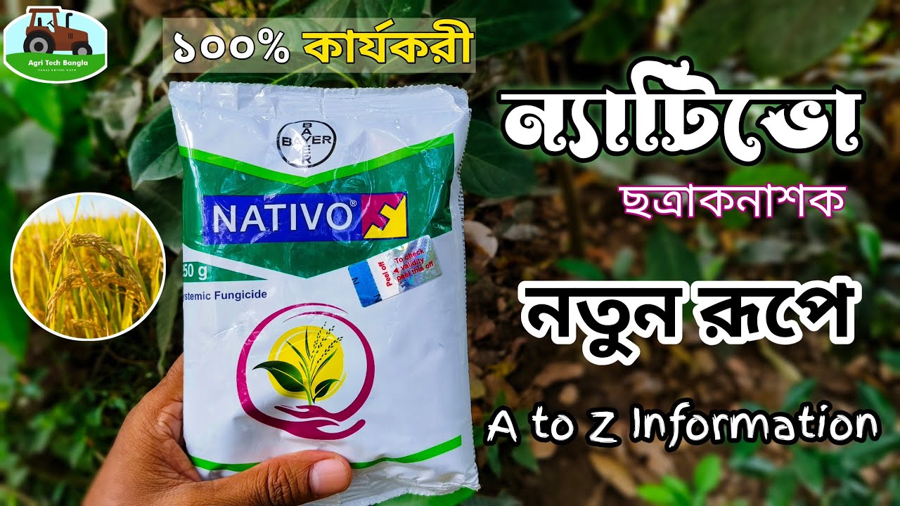 Increase Paddy Yield with Nativo 75 WG ⚡ বোরো ধানের ফলন বৃদ্ধির উপায়
