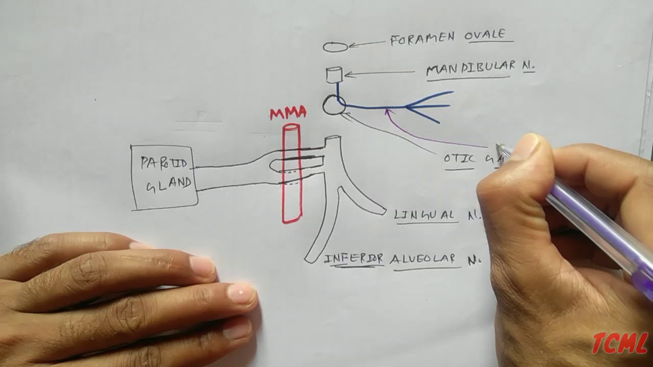 Otic Ganglion- 1, Parotid Gland Nerve Supply | TCML
